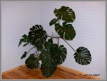 Monstera / ***