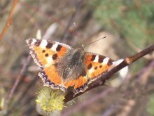 first butterfly of spring / ***