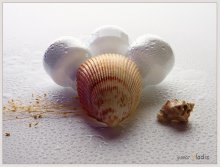 From the life of shellfish / *****