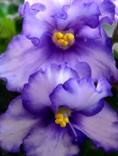 violets / ***