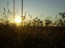 Realm of the solar plant / ***