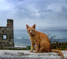 Gibraltar cat / ***