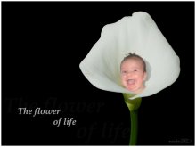 Flowers of life. p.2 / ***
