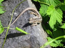 Dinosaurs povertayutsya! / ***