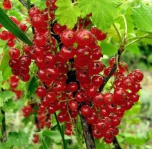 Ah summer - the summer. / ***