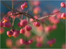 Euonymus / ***