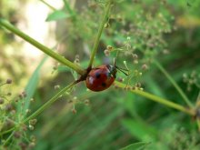 ladybug / ***