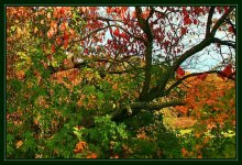 Autumn palette (Botanical Garden) / ------