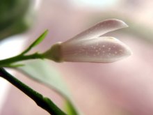 Lemon flower / ***