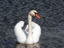 handsome - Swan / ***