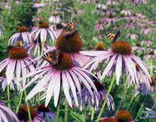 daisies and butterflies / ***