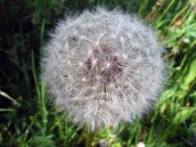 dandelion / ***