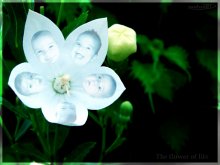 Flowers of life. Part 3 / ***