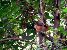 squirrel in a tree / ***