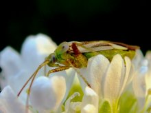 bedbug / ***