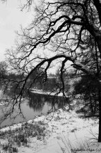 graphically the branches of an old tree / ***