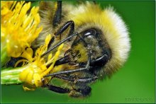 Shaggy bumblebee / ***