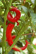 peppers / ***