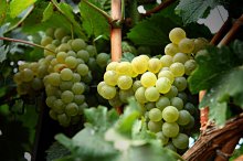green grapes / ***
