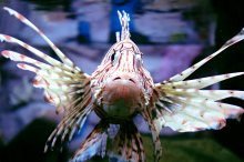 sea dweller / ***