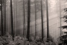 Morning in the fir forest / ***