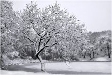 Winter pond / ***