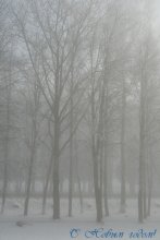 Winter fog / ***