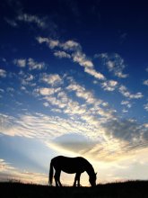 the little horse with his legs tied to the evening sky / ***