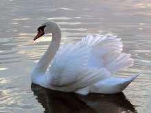 Another swan / *****