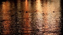 colored water / ***