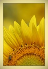 A piece of you in the winter sun! / ***