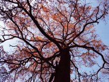 Autumn / ***
