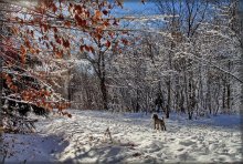 wind shaking the snow from the branches .. / .....