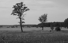 Polesie lowland landscape / ***