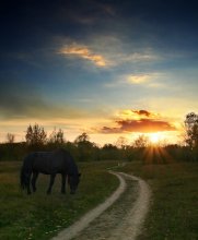 the little horse on the background of the setting sun / ***