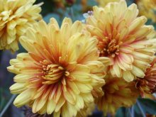 Just Chrysanthemum / ***