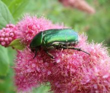 Green beetle / ***