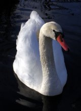 Swan / ***