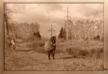 Horses graze in a meadow. / ***