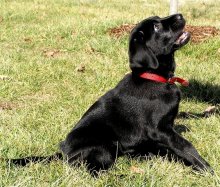 Bring a person joy / ***