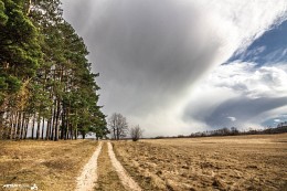 On the edge of the forest / ***