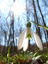 Snow Flower / ***