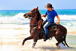 Bathing Horse / Bathing Red Horse in to the sea