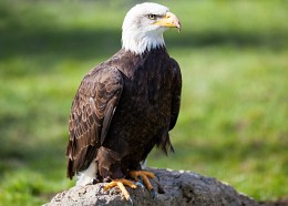 white-tailed eagle / ***