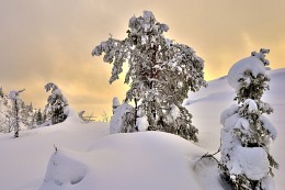 In the northern wilderness ... / ***