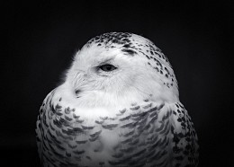 an owl / ***