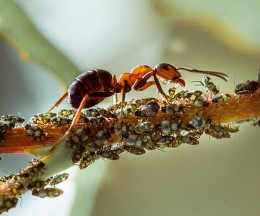 Ant and aphid ... / ***