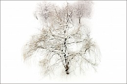 Snow Tale / ***