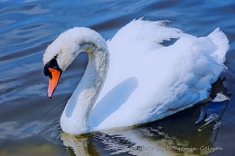 Swan / A white swan floats on the lake