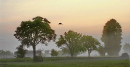 rustic morning / ***